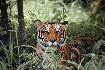 Golden Triangle Tour With Ranthambore