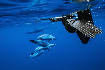 Oahu: 3-Hour Dolphin Swim and Snorkeling Speedboat Tour