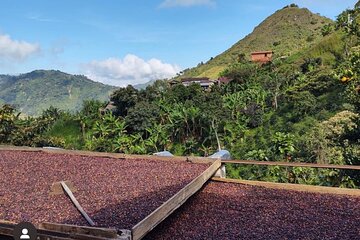 Horseback Ride Through Coffee Plantations and Coffee Tour!