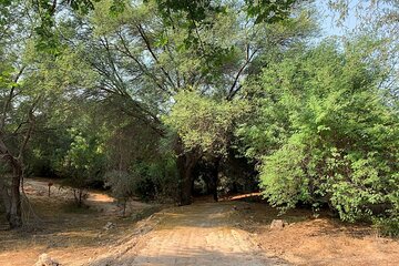 Mushrif National Park with Private Transportation 