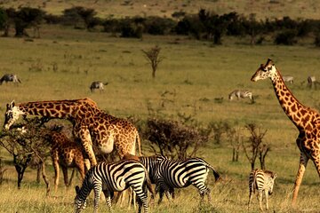 Half Day Safari Tour from Durban