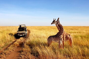 Full Day Tala Private Game Reserve & Durban City Tour