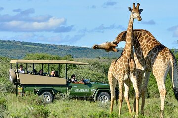 Safari Half-Day - Tala Game Reserve & Phezulu Centre from Durban 