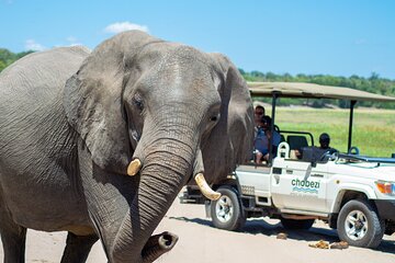 Full Day Tour to Chobe and Botswana from Victoria Falls