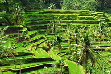 Best of Bali - Ubud Tour All-Inclusive Private Tour