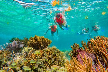 Reef Snorkeling in National Park from Cancun with Beachside Lunch