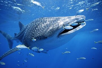 Oslob Whaleshark, Sumilon Sandbar & Tumalog Falls Tour with Lunch