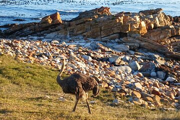 Table Mountain & Cape Point Experience from Cape Town Full Day 