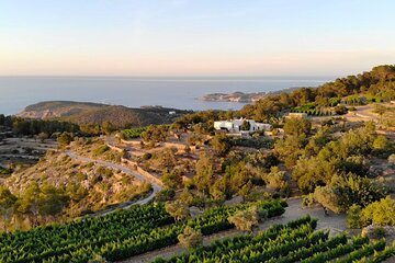 Discover the Essence of Ibiza’s rich wine culture