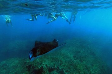 Nusa Penida 4 Spot Snorkeling with Manta and Island Tour