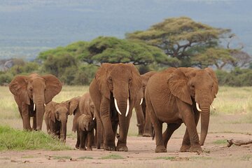 6 Days Tour of Amboseli Tsavo West and Tsavo East National Parks