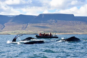 RIB boat express: Whales, Eyjafjord and Akureyri