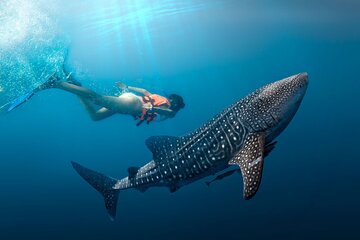 Cancun Whale Shark Experience with Snorkel & Transportation