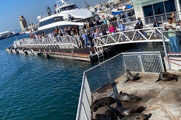 Robben Island Experience: Pre-Booked Ticket & Return Transfers