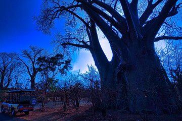 Stargazing around a Bon Fire-Nightly Adventure in the Bush