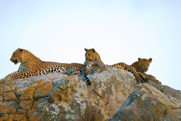 Leopard Half Day Yala National Park Eleven Safari