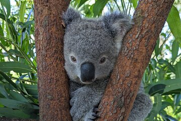 Koala and Kangaroo Encounter, Waterfalls and Scenic Train Journey