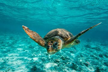 Snorkel Tulum: 2 reef point, 1 hour 20 minutes tour 