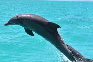 Double Stop Snorkel & Dolphin Watch with Lunch and Bar