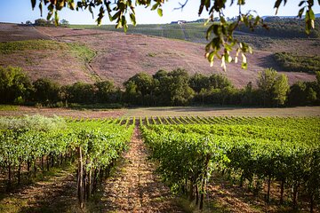 Romantic Dinner in the Vineyard at Poggio ai Laghi Winery