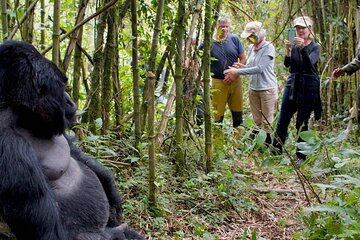 7 Day Gorilla and Chimpanzee Trekking with Water Rafting