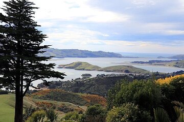 Dunedin City, Wildlife and Larnach Castle (Private tour up to 6) 