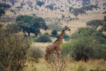 3 Days Safari to Tarangire and Ngorongoro Crater