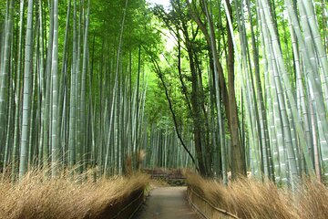 Kyoto Bus Tour: Arashiyama, Kinkaku-ji, Fushimiinari Shrine (BF)