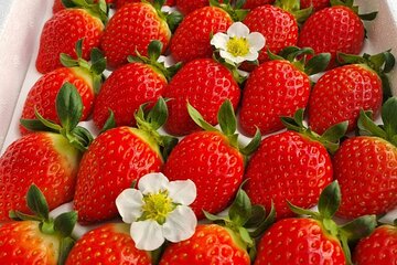 Winter One Day Tour in Pocheon with Strawberry