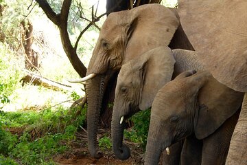 3 Days Samburu National Park Safari All Inclusive