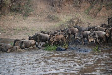 3 Days Safari Tour in Maasai Mara