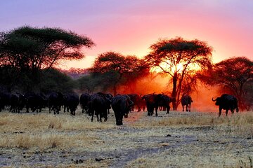 3 Days Safari Tour in Maasai Mara