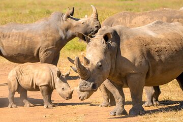 Amboseli & Nairobi National Park 3 Day Safari