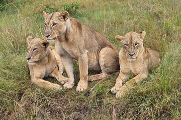 Nairobi National Park Game Drive With Free Pick Up Group Joining 