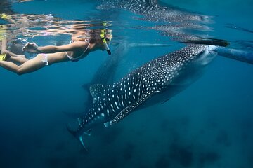 8 Days in Cebu Philippines Adventure Package