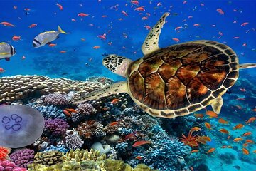 Marsa Mubarak Boat Trip with Dugongs and Turtles in Marsa Alam