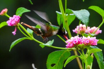 Photography and bird watching experience in Esquipulas 