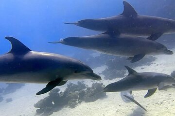  Boat Trip to See Dolphins With Snorkeling and Lunch- Makadi Bay