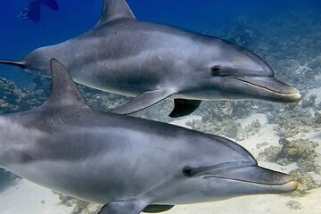 ViP Full Day Swimming With Dolphin Sea Trip With Lunch - Hurghada