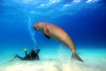 Diving with Dolphins and Dugongs and Lunch in Samadai Marsa Alam