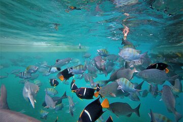 Cabo Wonders: Snorkeling at the Arch in Cabo