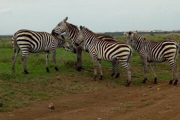Half Day Nairobi National Park Tour