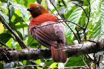 Sta. Rita Waterfall: Observation of endemic birds