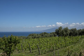 Tasting in the vineyard