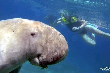 Abu Dabbab Beach – Swim with Dugongs & Turtles from Hurghada