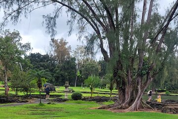 Meditative Journey through Hilo Gardens