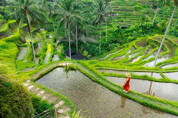 Monkey Forest with Temple and Waterfall Nature Tour in Bali