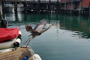 Private 3 hour Bird Watching Tour in Monterey Bay