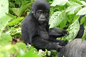 8-Day Tour of Uganda Wildlife, Chimpanzees, and Gorillas
