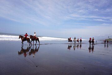 Kuda P Bali Horse Riding to the Beach and Rice field